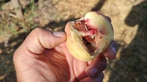 Сорт персика Алибланка.