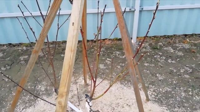 Персик. Весенняя обрезка саженца персика (2 год).