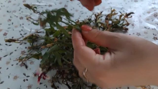 Гвоздика. Уход за гвоздикой. Обрезка.Черенки. смотреть онлайн