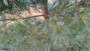 Сосна Веймутова