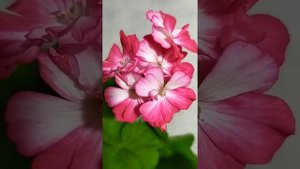 Лучшие сортовые пеларгонии . Пеларгония Princess Sandra .Яркая красавица пеларгония. На кого похожа