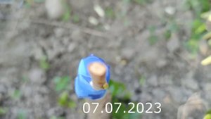 Прививка Хурмы май-июнь // persimmon grafting