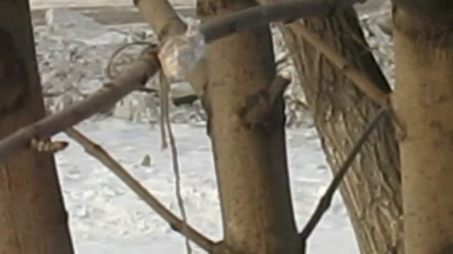 СИНИЦЫ. Что любят синички.