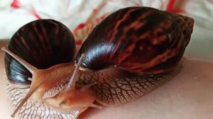 Романтика улиток