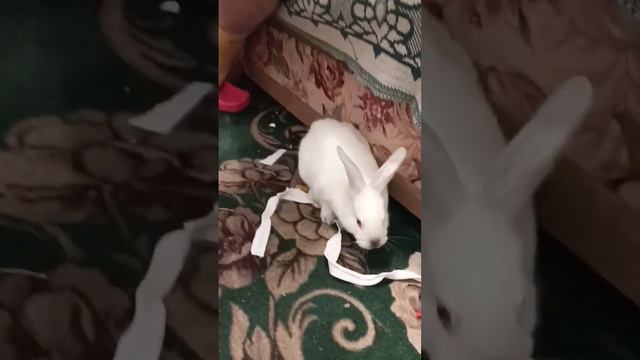 Маленький Кролик #кролики #крольчата #домашний #кролиководство смотреть онлайн