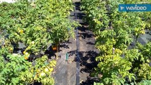 Полив шлангом  "Туман":не работа, а удовольствие. Watering