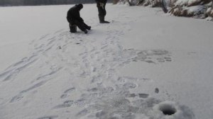 клев окуня в Десногорске