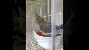 DON'T WORRY BE HAPPY Whistle Practice Cockatiel Bird Sings