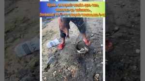 Рыбалка СПБ в Неве Большой Лещ на 50-см