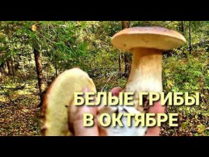 БЕЛЫЕ ГРИБЫ пошли в  октябре.Даже не верится.