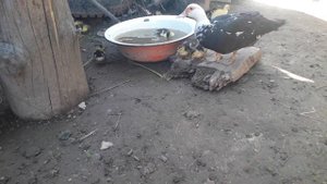 Что делать, когда индоутка выводит утят?