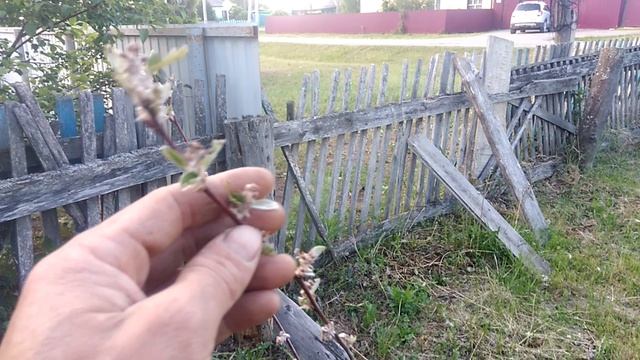 Сад в Сибири. Небольшой но красивый сад в Сибирской глубинке.