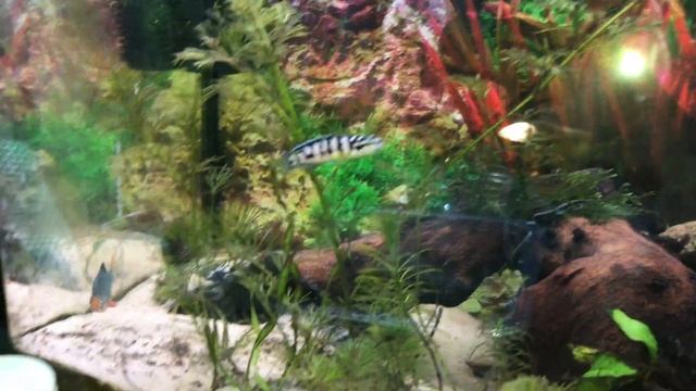 Разведение барбусов мшистых (мутантов) в домашнем аквариуме смотреть онлайн