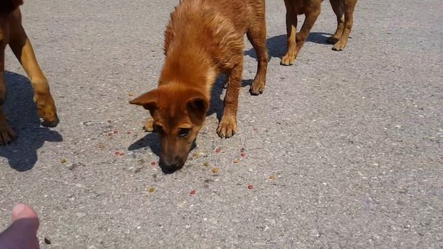 Lovely Red Brown Feral Dog Family... смотреть онлайн