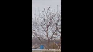 прилетели свиристели