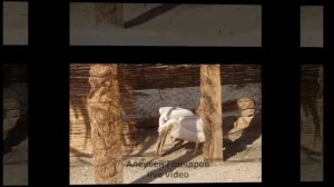 1 день экскурсии в пустыню и деревню бедуинов. Египет, Хургада. Слайд шоу.