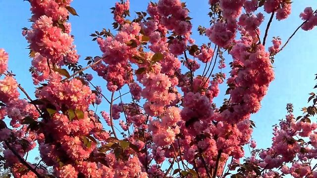 Как цветет сакура? / Сад Ворошиловой смотреть онлайн