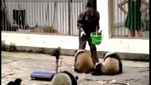 Смешные маленькие панды в зоопарке