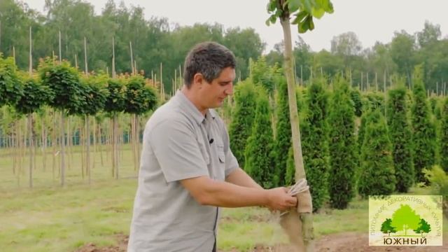 Крупномеры: летняя/зимняя посадка и дальнейший уход за ними