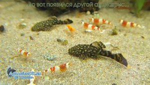 Почему рыбки дерутся? Внутривидовая агрессия на примере анциструсов.