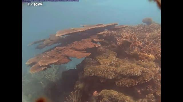 GREEN STAR POLYPS, Calivularia Viridis, o coral que pode ter a cura do cancer! | Corais Magníficos смотреть онлайн