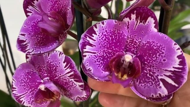 Последние новинки!! смотреть онлайн