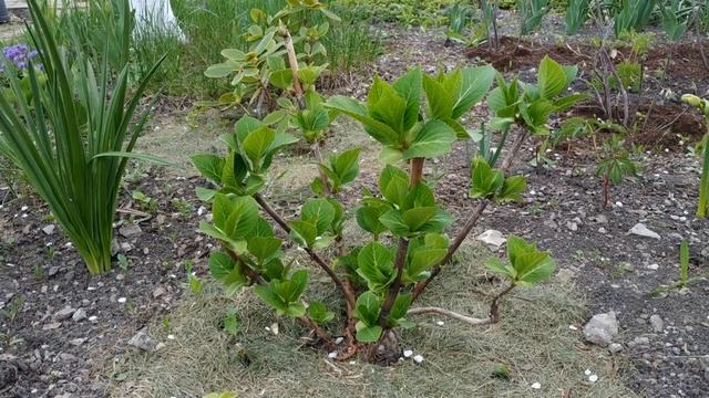 КРУПНОЛИСТНАЯ ГОРТЕНЗИЯ.  КАКУЮ ТЕМПЕРАТУРУ МОЖЕТ ВЫДЕРЖАТЬ В СРЕДНЕЙ ПОЛОСЕ РОССИИ.  ПОКАЗЫВАЮ.