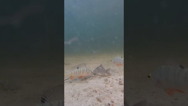 РЕАКЦИЯ РЫБЫ. Окунь отгрызает плавник карасю. Подводная съёмка. #shorts #рыбалка #подводнаясъемка смотреть онлайн