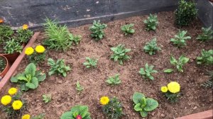 Тенелюбивые цветы для клумбы