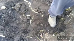 ГРЕЦКИЙ ОРЕХ, ПРАВИЛЬНАЯ ПОСАДКА !