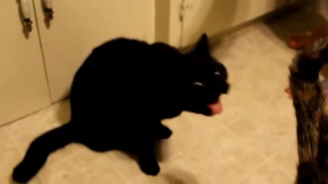 Не любит сушеные бананы....