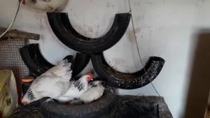 Необычная идея создания гнезд для кур несушек