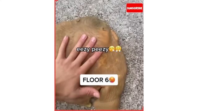 Dropping A Stretch Monkey | It Was So Much Fun | Funny Video смотреть онлайн