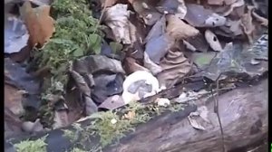 Грибы Вешенки ложные, Крепидоты.