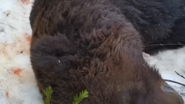 Добываем с батей большого медведя. Весна 2023, охота на медведя в Бурятии.