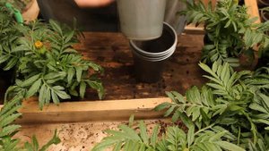 Бархатцы Тайшаны Жируют. Перевалка и Кардинальная стрижка для замедления роста, подготовка к продаж