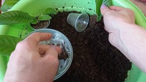 Стрептокарпусы : выращивание, размножение и уход.