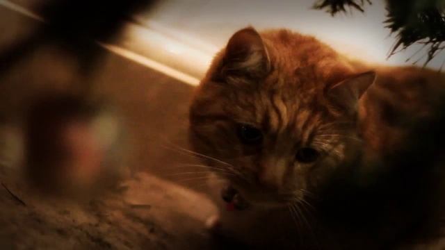 Merry Christmas from the FAT CAT VLOG смотреть онлайн