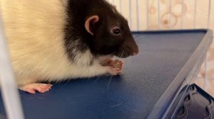 Что можно купить для крыс в обычном магазине?! Татоша и Емеля пробуют #rat #animal #крысы #животные