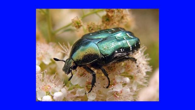Бронзовка Золотистая Goldene chafer