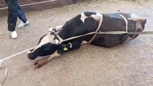 повал быка по Гессу