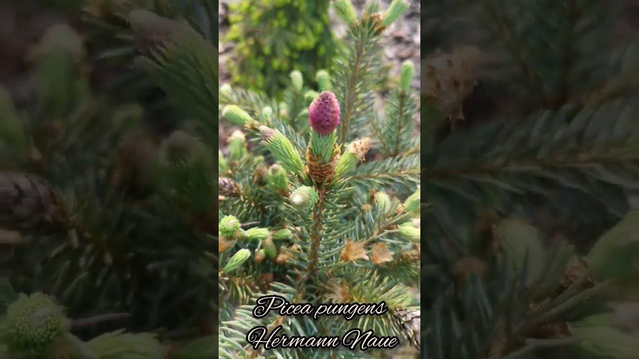 Редкие хвойныеPicea pungens Hermann NaueЕль колючая Герман Нау #сад #PiceapungensHermannNaue