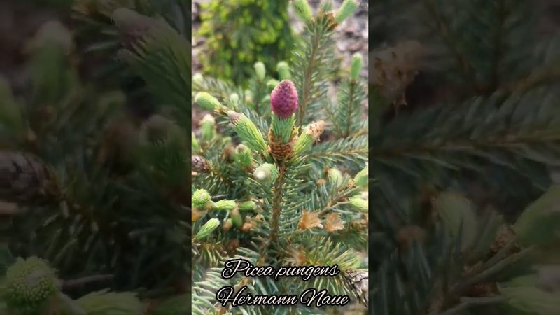 Редкие хвойныеPicea pungens Hermann NaueЕль колючая Герман Нау #сад #PiceapungensHermannNaue