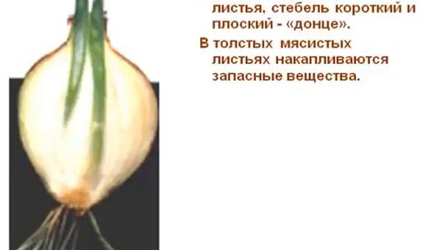 Видоизмененные подземные побеги.AVI смотреть онлайн