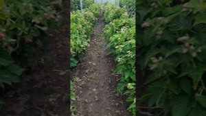 Малина Сказка и Крепышь...