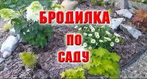 Бродилка по саду