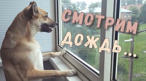 Гера смотрит дождь.mp4