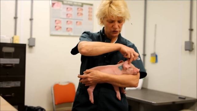 Handling and Giving Injections to Small Pigs смотреть онлайн
