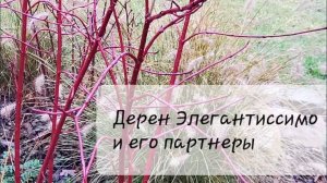 Дерен Элегантиссимо, с чем сочетать? Как выглядит зимой? Что посадить с дереном? Гортензии, очиток..