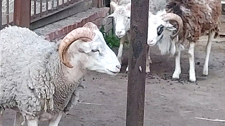 Овцы домашние и Камерунская коза в зоопарке ЗАТО Северск